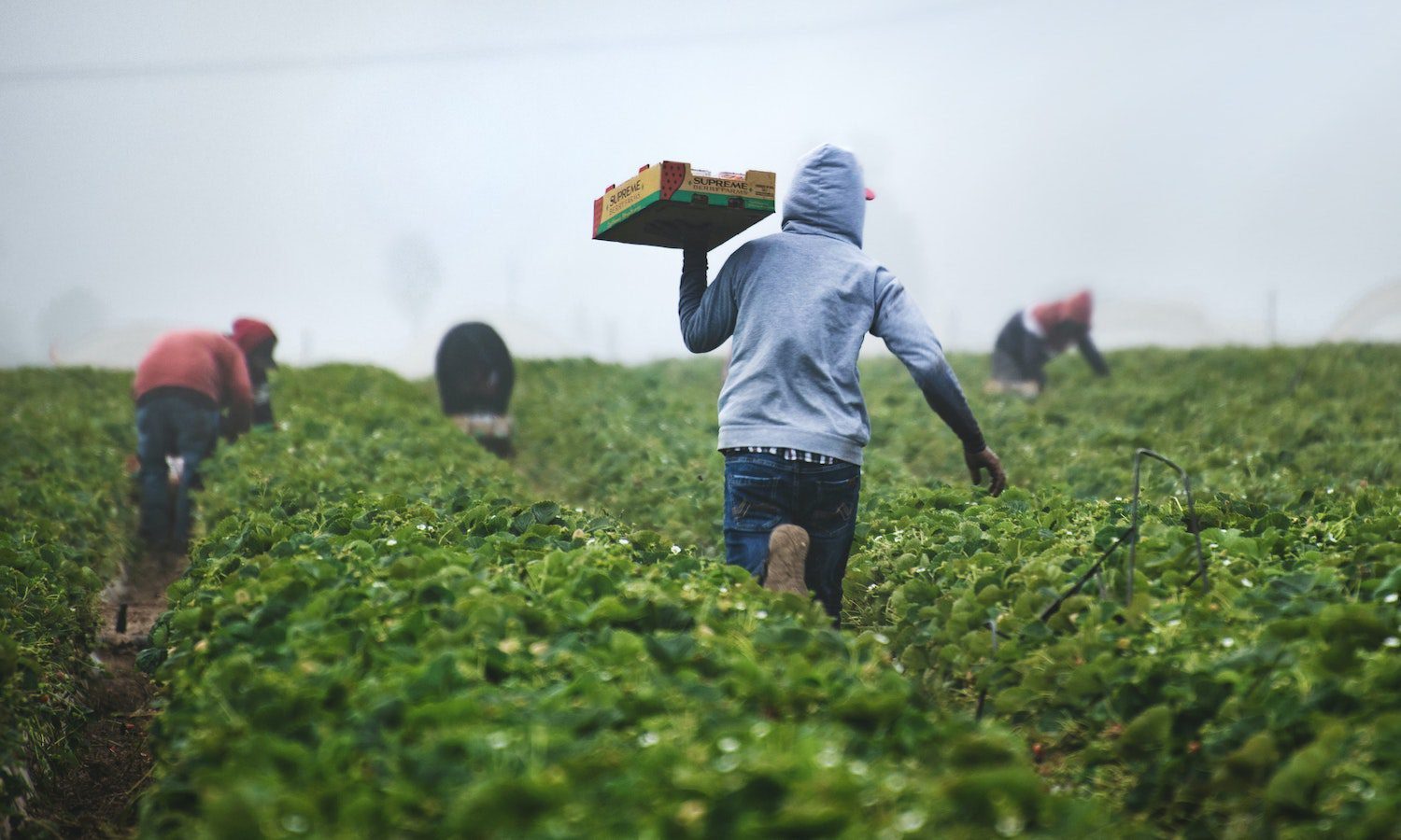 Farm Worker Job In Usa With Visa Sponsorship