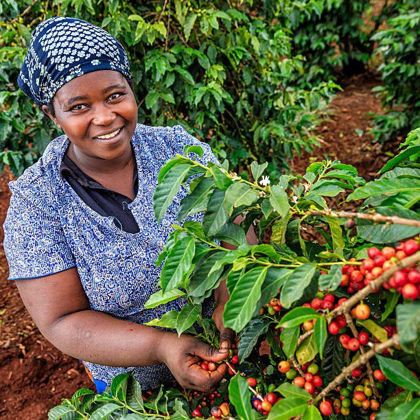 Harvest Opportunity In 2024 Visa Sponsored Fruit Picking Jobs In Australia Dont Miss Out